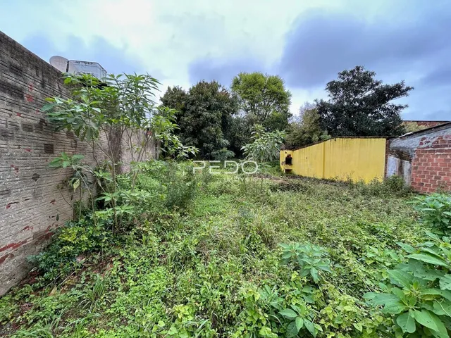 Vista externa da propriedade com muro e vegetação densa