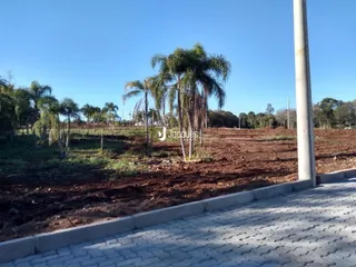 Paisagem de terra arada com palmeiras ao fundo.
