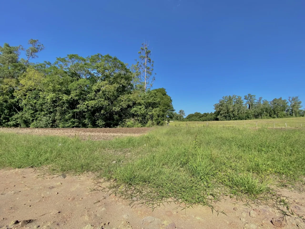 Vista de um campo aberto com vegetação densa e árvores sob um céu azul.