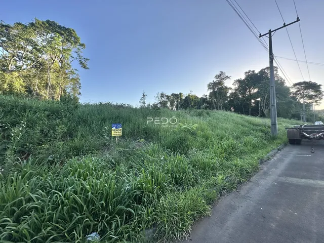 Paisagem de vegetação densa ao lado de uma estrada.