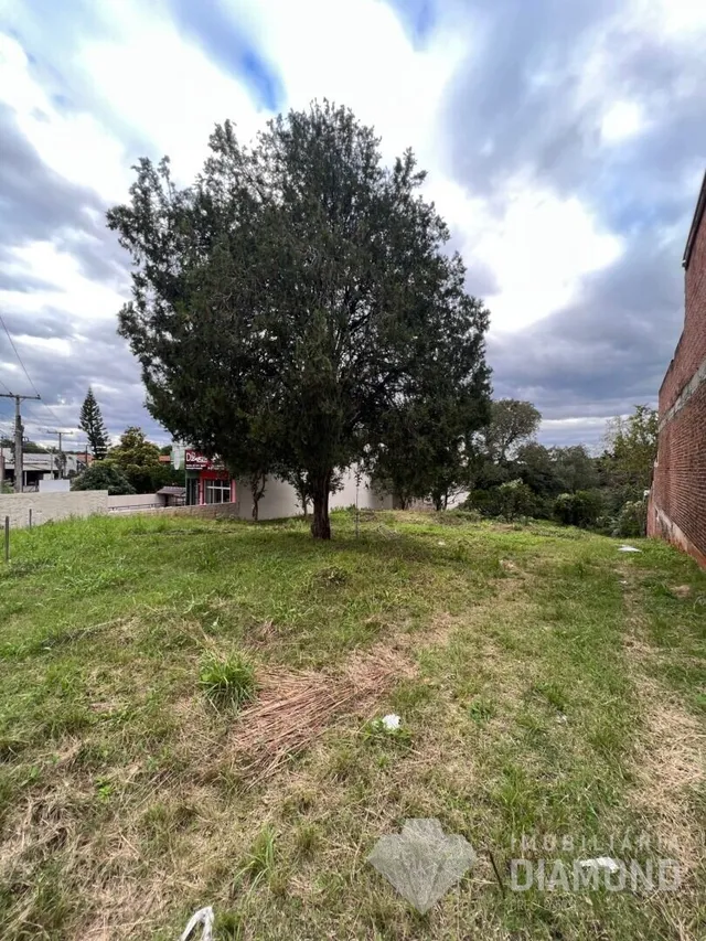 Vista externa de um terreno gramado com uma grande árvore no centro.