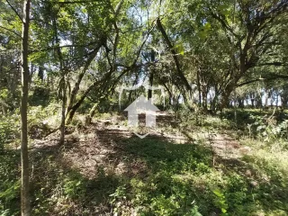 Vista de uma área de mata densa com vegetação exuberante.