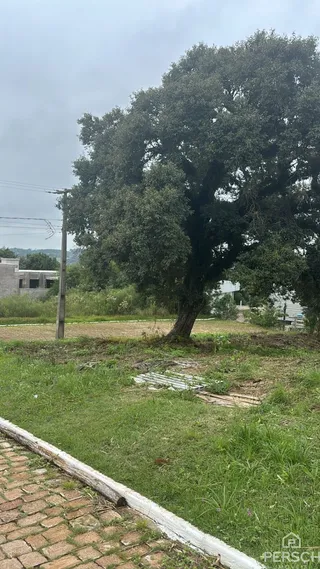 Vista externa de um terreno com grama e árvores em Lajeado.