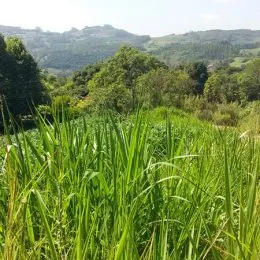 Área rural, foto 10