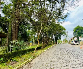 Vista de uma rua pavimentada ladeada por árvores e vegetação.