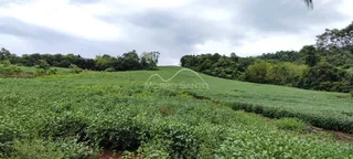 Paisagem de colinas verdes com plantações no campo.