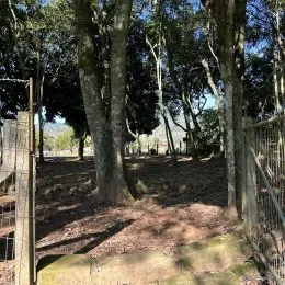 Vista externa de uma área com árvores e terra no imóvel.