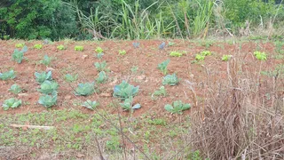 Área rural com 3 dormitórios, foto 32