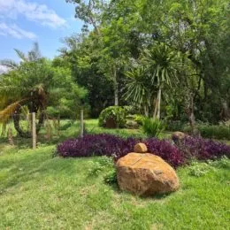 Vista externa de um jardim com grama verde e vegetação densa.