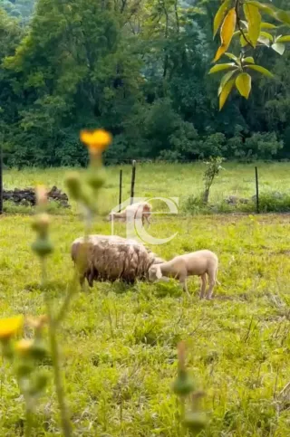 Área rural com 3 dormitórios, foto 10