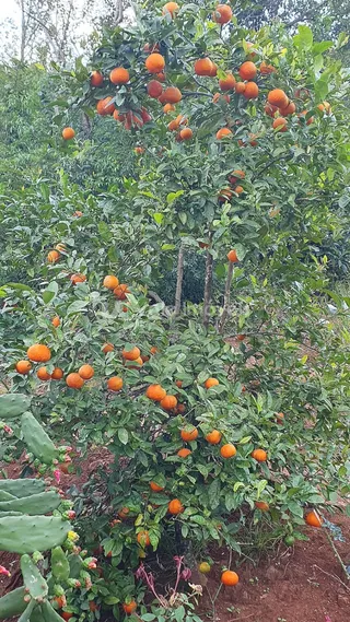 Área rural com 3 dormitórios, foto 26