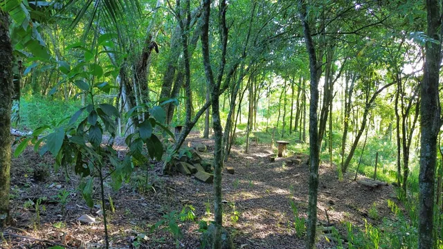 Paisagem de mata densa com árvores e vegetação no terreno.