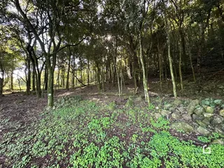 Paisagem de mata densa com vegetação rasteira no primeiro plano.