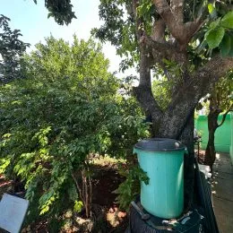 Foto externa mostrando vegetação densa e árvores em um terreno.