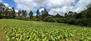 Campo verde com vegetação densa sob um céu nublado.