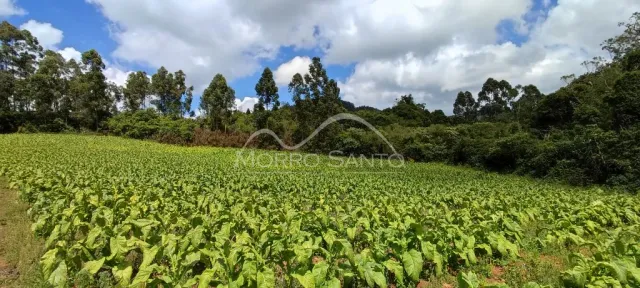 Campo verde com vegetação densa sob um céu nublado.