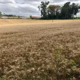 Terreno, foto 5