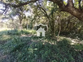 Vista de uma área com vegetação densa e árvores.