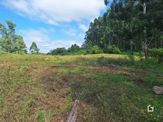 Campo de grama e vegetação com árvores ao fundo.