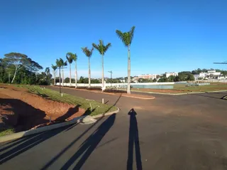 Vista da propriedade com palmeiras ao longo da estrada.