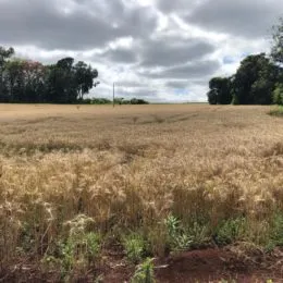 Terreno, foto 8