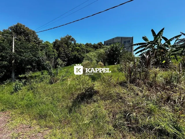 Vista externa de um terreno com vegetação densa e árvores no Brasil.