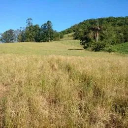 Paisagem de campo aberto com vegetação seca sob um céu azul.
