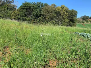 Campo verde com vegetação densa e árvores ao fundo.