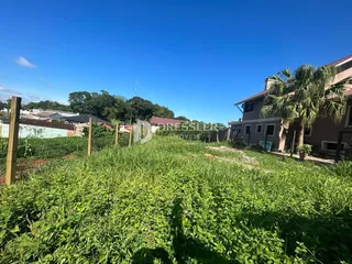 Vista de vegetação densa em um terreno ao ar livre.