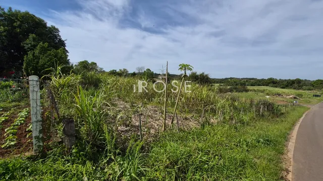 Paisagem de campo com vegetação densa ao lado de uma estrada.