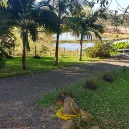 Vista de uma área externa com vegetação e caminho de terra.