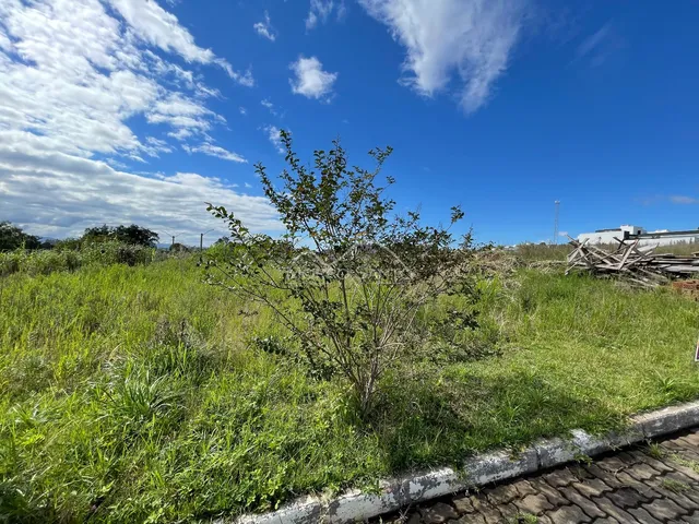 Vista externa de um terreno com vegetação alta sob um céu azul claro.