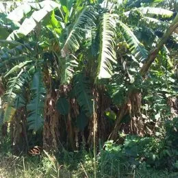 Área rural, foto 12