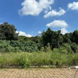 Vista de vegetação densa e árvores sob um céu azul claro.