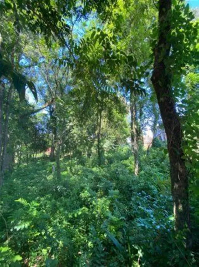 Terreno, foto 5