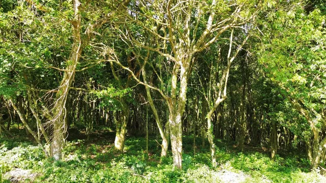 Imóvel, foto 4