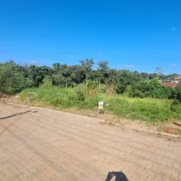 Vista de uma estrada de terra cercada por vegetação densa sob um céu azul.