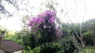 Paisagem exuberante com vegetação densa e flores roxas.