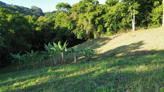 Vista de uma colina verde com bananeiras e vegetação densa ao fundo.