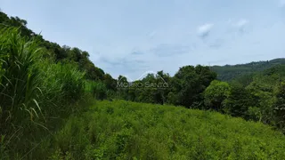 Vista de vegetação densa e mata verde em uma encosta.
