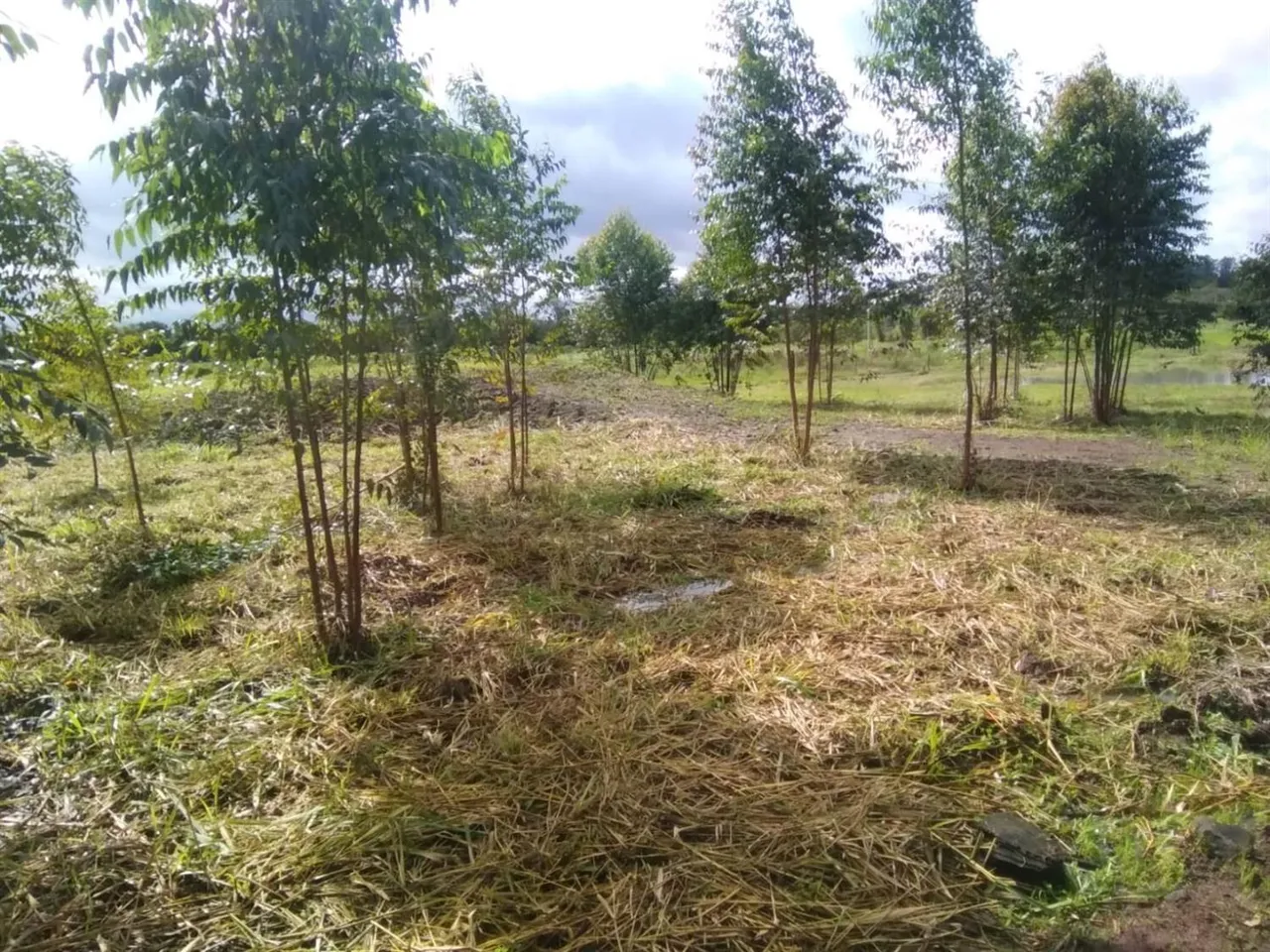 Terreno, foto 1