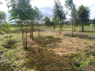 Terreno, foto 1