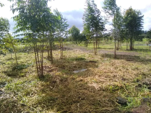 Terreno