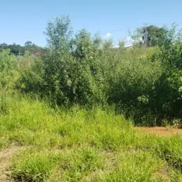 Foto de vegetação densa e grama verde em uma área externa.