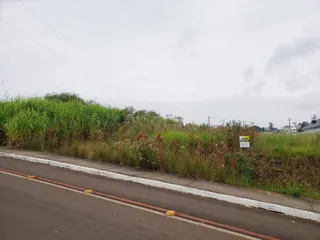 Vista de uma estrada com vegetação alta ao lado.