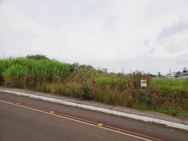Vista de uma estrada com vegetação alta ao lado.