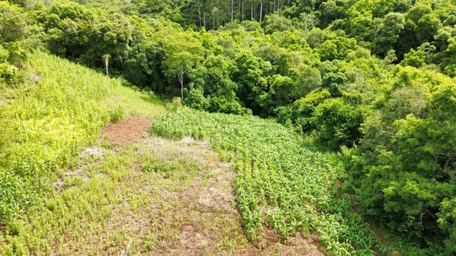Vista aérea de uma área com vegetação densa e mata.