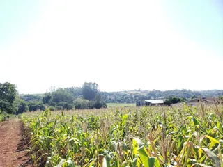 Paisagem de campo com vegetação densa em primeiro plano e árvores ao fundo.