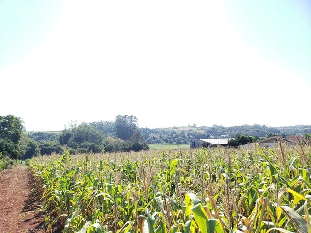 Paisagem de campo com vegetação densa em primeiro plano e árvores ao fundo.