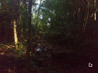 Paisagem de mata densa com um riacho no meio da floresta.